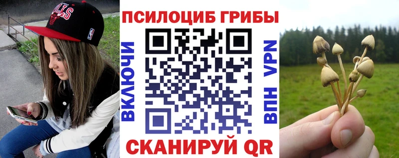 Галлюциногенные грибы Psilocybe  купить наркотики сайты  Кяхта 
